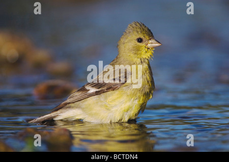 Geringerem Stieglitz Zuchtjahr Psaltria weibliche Baden Willacy County Rio Grande Valley, Texas USA Juni 2006 Stockfoto