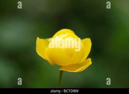 Trollblume (Trollblume Europaeus) Stockfoto