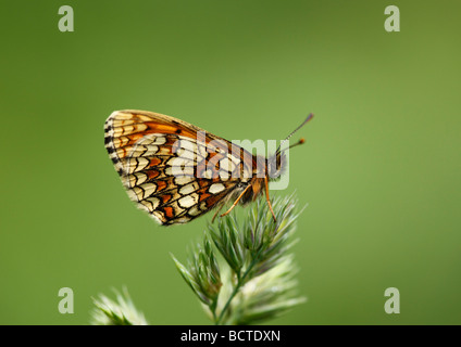 Heide Fritillary (Mellicta Athalia), Österreich, Europa Stockfoto