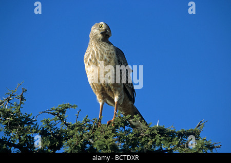 Blasse Chanting Goshawk (Melierax Canorus), juvenile Stockfoto