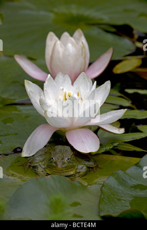 Chiricahua Leopard Frosch (Rana Chiricahuensis) auf Seerosenblatt mit Blüte - Arizona - USA - auch bekannt als Ramsey Canyon Leopard Frog Stockfoto