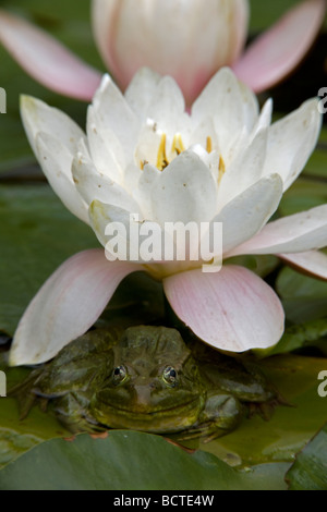 Chiricahua Leopard Frosch (Rana Chiricahuensis) auf Seerosenblatt mit Blüte - Arizona - USA - auch bekannt als Ramsey Canyon Leopard Frog Stockfoto