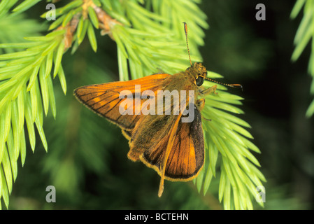 Großen Skipper (Ochlodes Venata) Stockfoto