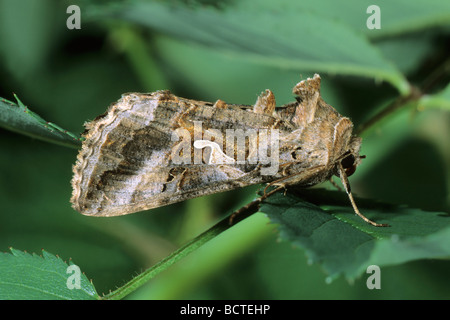 Silber Y (Autographa Gamma) in Ruhestellung Stockfoto