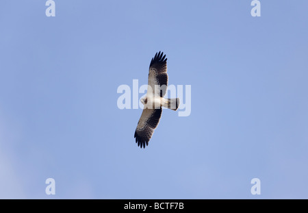 Adler Hieraaelus Penaten auf Herbstzug über Tarifa nach Afrika gestartet Stockfoto