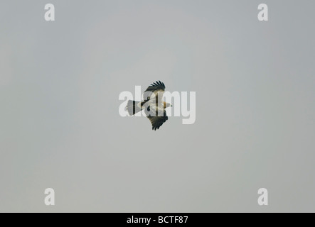 Adler Hieraaelus Penaten auf Herbstzug über Tarifa nach Afrika gestartet Stockfoto