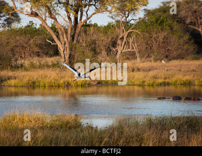 Sattel-billed Stork, fliegen über einen Abschnitt des Okavango Deltas im Moremi Game Reserve, Botswana mit hippos. Stockfoto