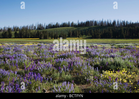 Seidige Lupine Lupinus Fühler Yellowstone National Park in Wyoming USA Stockfoto