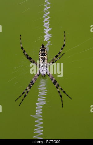 Gelbe Garten Spider Argiope Aurantia Erwachsener im Web Sinton Fronleichnam Coastal Bend, Texas USA Stockfoto