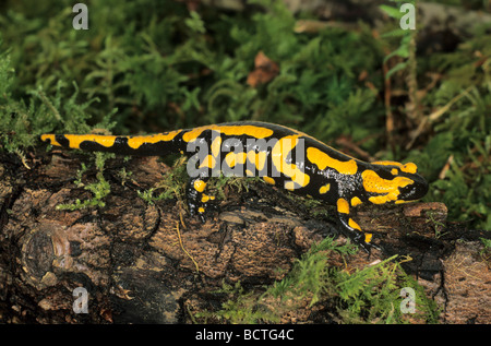 Feuersalamander (Salamandra Salamandra) Stockfoto