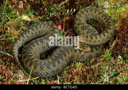 Europäische Kreuzotter (Vipera Berus), trächtige Weibchen in Verteidigungsposition Stockfoto