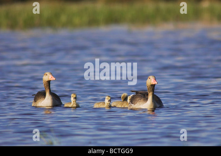 Graugans Gans Anser Anser Erwachsene mit jungen Nationalpark Lake Neusiedl Burgenland Österreich April 2007 Stockfoto