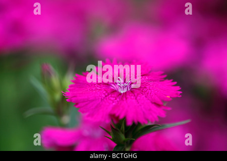 Kartäuser Rosa (Dianthus Carthusianorum) Stockfoto