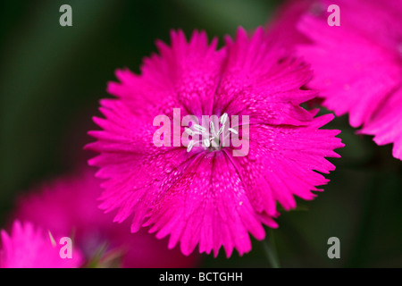 Kartäuser Rosa (Dianthus Carthusianorum) Stockfoto