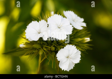 Sweet William (Dianthus Barbatus) Stockfoto