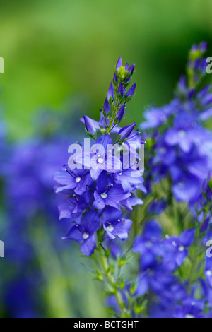 Broadleaf Speedwell (Veronica Austriaca SSP. Teucrium) Stockfoto