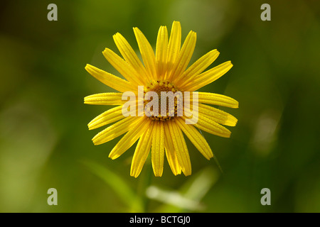 Gelbe Oxeye Daisy (Buphthalmum Salicifolium) Stockfoto