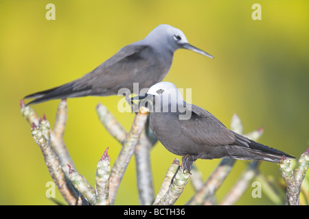 Geringerem Noddy Anous Tenuirostris paar thront auf Bush auf Bird Island, Seychellen im Mai. Stockfoto