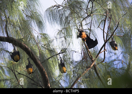 Seychellen Flughunde Pteropus Seychellensis am Schlafplatz in Baumkronen auf La Digue, Seychellen im Mai. Stockfoto