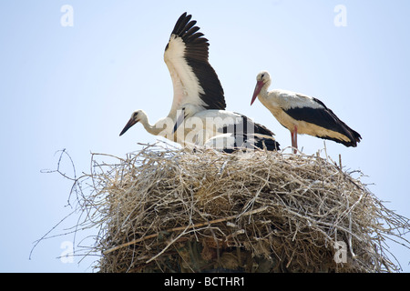 Polnische Familie Storch im Nest auf Masten. Stockfoto