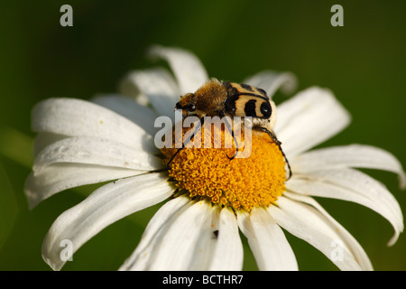 Biene-Käfer (Trichius Fasciatus) auf Bloom ein Gänseblümchen Stockfoto