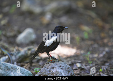 Seychellen Magpie Robin Copsychus Sechellarum Erwachsenen Futter für Beute im Cousine Island, Seychelles im Mai gestört. Stockfoto