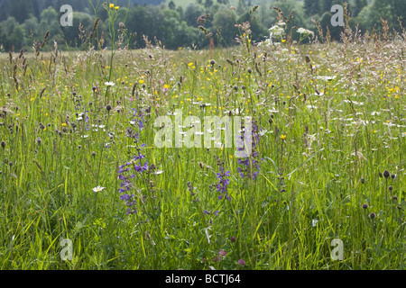 Deutschland EU Juni bunte alpine Wildblumenwiese Stockfoto