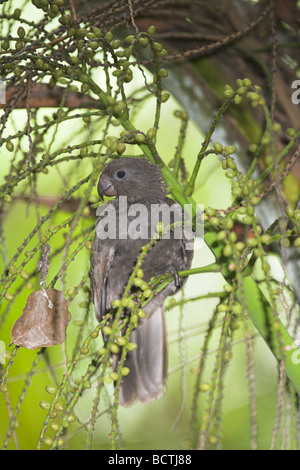 Seychellen Black Parrot Coracopsis Nigra thront in Baumkronen bei Vallée de Mai, Praslin, Seychellen im Mai. Stockfoto