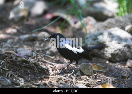 Seychellen Magpie Robin Copsychus Sechellarum Erwachsenen Futter für Beute im Cousine Island, Seychelles im Mai gestört. Stockfoto