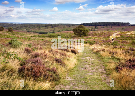 Cannock Chase, Staffordshire, England Stockfoto