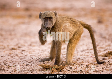 Gelbe Pavian (Papio Cynocephalus), Chobe Nationalpark, Botswana, Afrika Stockfoto