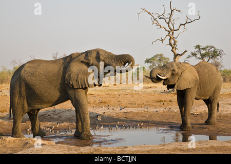 Afrikanischen Bush Elefanten (Loxodonta Africana), trinken aus Savuti Wasserloch, Chobe Nationalpark, Botswana, Afrika Stockfoto