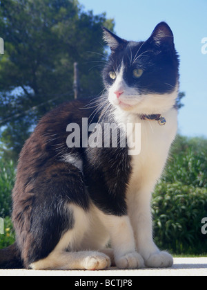 schwarzen & weiße Katze, sitzend Stockfoto