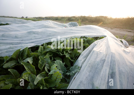 Bereich der Mangold in einem Feld bei Full Circle Farm, Nelke, Washington. Ernte ist bedeckt mit Zeile Stoffbezüge. Am frühen Morgennebel Stockfoto