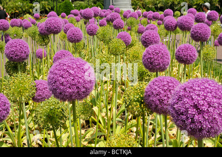 Giant Allium Pflanzen in voller Blüte Stockfoto