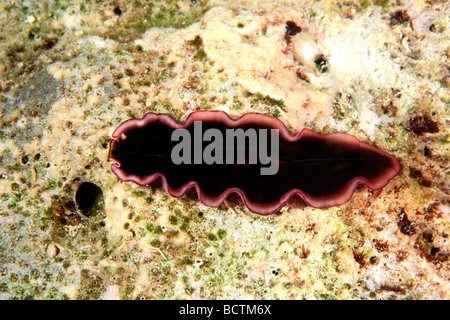 Marine Flatworm, glorreiche Flatworm Pseudobiceros Gloriosus, kriechen auf dem Riff unter Wasser. Stockfoto