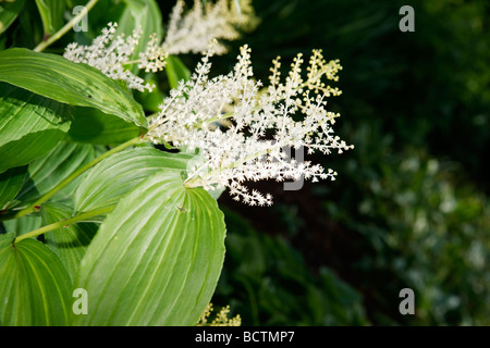 Die falsche Dichtung Salomo, Vipprams (Maianthemum racemosum) Stockfoto