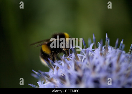 Buff tailed Bumble Bee Pollen zu sammeln, auf blauen Blüte Eryngium Stockfoto