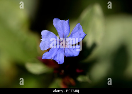 Plumbago (Ceratostigma plumbaginoides) Stockfoto