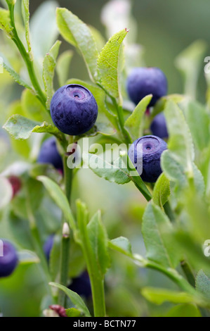 Heidelbeere Sträucher - Wald Produkt - Früchte Stockfoto