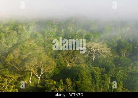 Nebel über den Amazonas-Regenwald Cristalino State Park Alta Floresta Mato Grosso, Brasilien Stockfoto