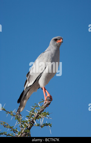 Südlichen blass Chanting Goshawk Melierax Canorus Etosha Nationalpark Namibia Stockfoto