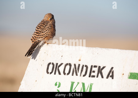 Größere Kestrel Falco Rupicoloides gehockt Roadsign Etosha Nationalpark Namibia Stockfoto