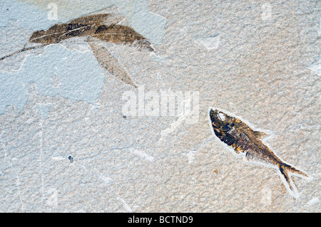 Versteinerte Blätter und Knightia Fisch der Green River Formation in Wyoming USA von Dominique Braud/Dembinsky Foto Assoc Stockfoto