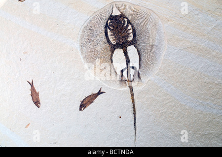 Stingray fossi (Heliobatis Bogenmaß) & Fisch fossil (Diplomystus dentatus), Green River Formation, WY USA, von Dominique Braud/Dembinsky Foto Assoc Stockfoto