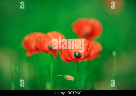 Reiche rote Mohnblumen auf grünem Hintergrund Stockfoto