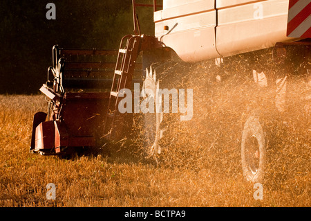 Case International 1660 Mähdrescher - Ernte von Getreide und Staubbelastung, Sud-Touraine, Frankreich. Stockfoto