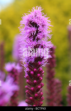 Blazing Star Blume Nahaufnahme Liatris spiccata Stockfoto