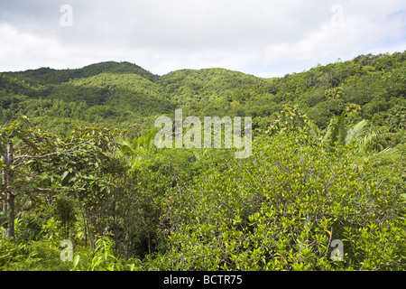 Blick auf Dichte Regenwaldvegetation bei Vallée de Mai, Praslin, Seychellen im Mai. Stockfoto