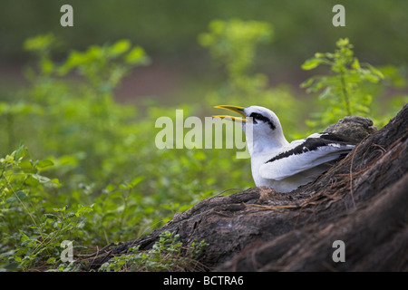 White-tailed Tropicbird Phaethon Lepturus Erwachsene, Anzeige zu verschachteln Website auf Bird Island, Seychellen im April. Stockfoto